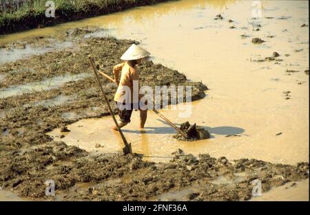 Südvietnamesischer Reisbauer, der auf den Feldern arbeitet. [Automatisierte Übersetzung] Stockfoto