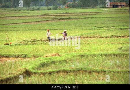 Südvietnamesische Reisbauern, die auf den Feldern arbeiten. [Automatisierte Übersetzung] Stockfoto