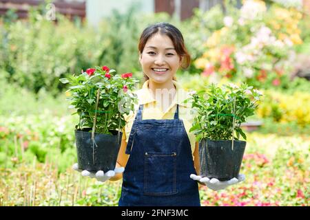 Porträt einer fröhlichen jungen Frau, die in der Pflanzenküterei arbeitet, hält sie zwei Töpfe mit blühenden Blumen und lächelt vor der Kamera Stockfoto