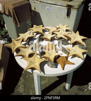 Getrocknete Seesterne und Kugelfische werden als Souvenirs auf einem Markt in Pointe-Ä-Pitre auf der Insel Grande-Terre verkauft. [Automatisierte Übersetzung] Stockfoto