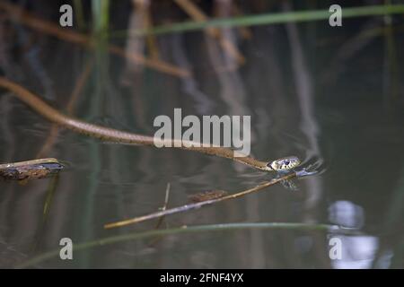 Schlange des verbarbten Grases (Natrix helvetica) beim Schwimmen Stockfoto