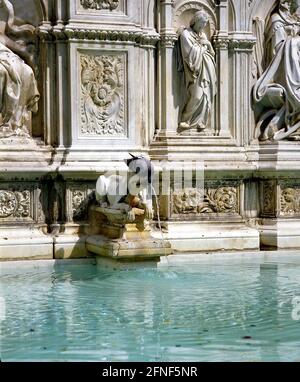 Durstige Taube an der Fonte Gaia auf der Piazza del Campo in Siena. [Automatisierte Übersetzung] Stockfoto