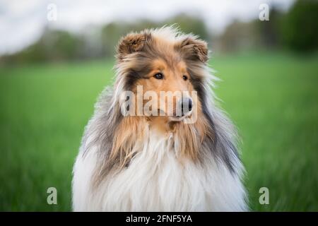 Collie Rough Stockfoto