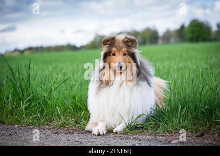 Collie Rough Stockfoto