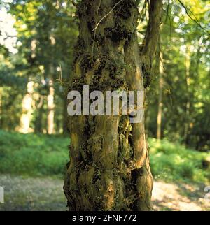 Die Eibe (Taxus baccata), Baum des Jahres 1994. Für die alten Griechen war er der Baum der Trauer, von den germanischen Stämmen wurde er als Schrein verehrt. Das harte Holz ist harzfrei, es wächst sehr langsam, meist mehrstämmige, oft bizarr intergrown. Stammdurchmesser 80-90cm, Höhe 10-15 Meter. Eibe können sehr alt werden, bis zu 3000 Jahre. Das Bild zeigt einen typischen Baumstamm im Eibenwald von PATERZell. [Automatisierte Übersetzung] Stockfoto