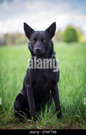 Australischer Kelpie Stockfoto