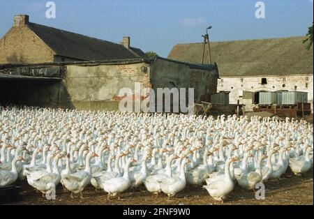 Aufnahmedatum: 11.09.1999 Gans-Farm außerhalb von Kostrzyn. [Automatisierte Übersetzung] Stockfoto