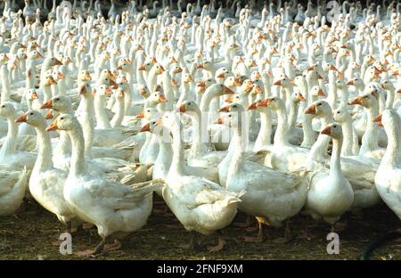 Aufnahmedatum: 11.09.1999 Gans-Farm außerhalb von Kostrzyn. [Automatisierte Übersetzung] Stockfoto