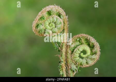 Nahaufnahme zweier junger Triebe des Waldfarns, die sich spiralförmig zusammengerollt und sich im Frühjahr langsam vor grünem Hintergrund öffnete Stockfoto