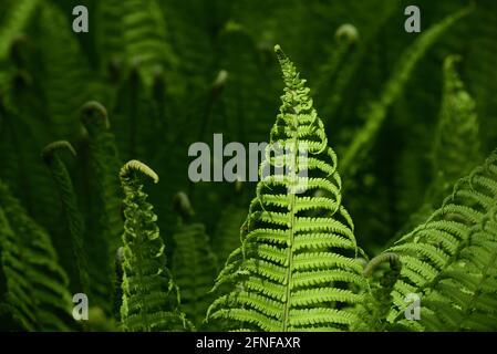 Grüner Jungfarn wächst in der Natur im Frühjahr gegen einen Grüner Hintergrund Stockfoto