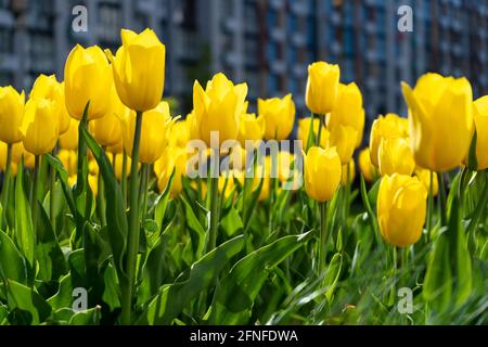 Gelbe Tulpe. Eine große Knospe einer gelben Blume. Frühlingshintergrund. Tulpen im Garten. Saisonale Blüte der Frühlingsblumen. Nahaufnahme Stockfoto