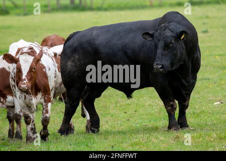 Doppelt so groß: Ein Aberdeen Angus Beef Bull neben einer Ayreshire-Kuh, Beningbrough, North Yorkshire, Großbritannien Stockfoto