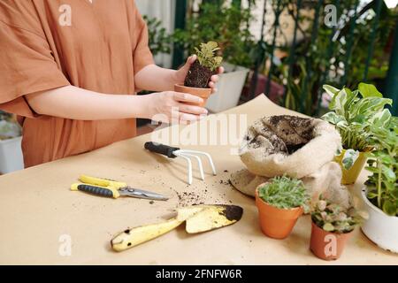Beschnittenes Bild einer Frau, die beim Umtopfen von Pflanzen Gartengeräte verwendet Und Blumen am Frühlingstag Stockfoto