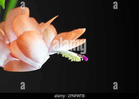 Makrofoto einer Blume des Kaktus Schlumbergera Stockfoto