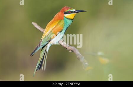 Paradiesvögel im wunderschönen Grün an einem Frühlingsmorgen Stockfoto