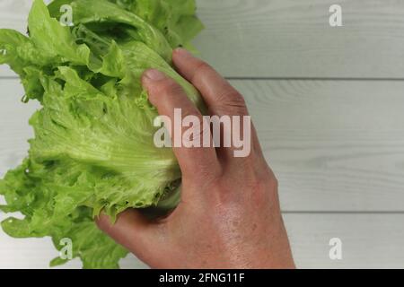 Männliche Hand mit einem grünen Eissalat aus dem Gartenbau Ein Holzhintergrund Stockfoto