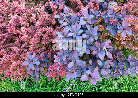 Japanischer Berberberry Zwergshauch Berberis thunbergii Atropurpurea-Nana und Concorde Stockfoto