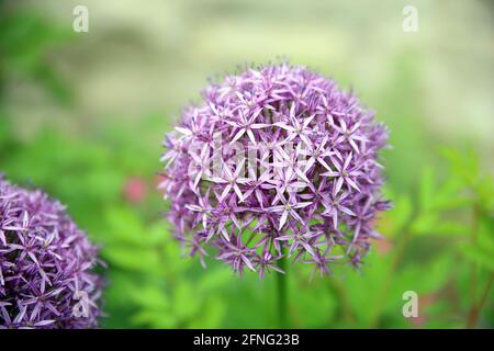 Selektive Fokusaufnahme der violetten runden Blume der riesigen Zwiebel Im Garten Stockfoto