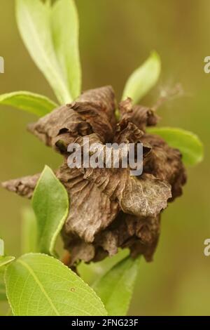 Nahaufnahme einer Weidenrose-Gallenmidge Rabdophaga rosaria an Salix alba Stockfoto