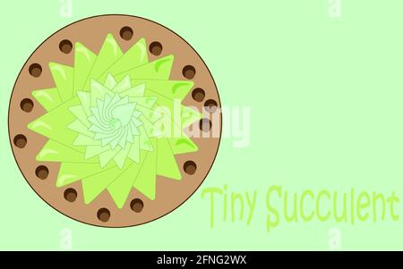 Zimmerpflanze Grüne Kleine Blume Sukkulent Stock Vektor