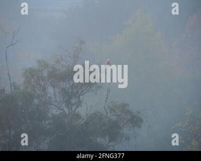 Vogel im Nebel, typischer nebliger Herbstmorgen in Canberra, ein rosa und grau gefiederter GALAH, der in einem Eukalyptus-Gum-Baum thront, der kaum im dichten Nebel zu sehen ist Stockfoto