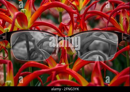 Blick durch die Brille zu schwarzen und weißen Tulpen, die in der Frauenbrille konzentriert sind. Farbblindheit. Weltwahrnehmung während der Depression. Medizinischer Zustand. Stockfoto