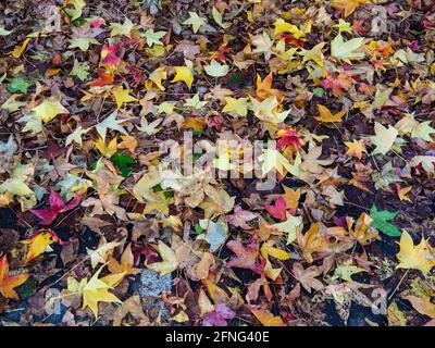 Herbstblätter bedecken den Boden, meist braun mit roten, grünen und gelben Blättern, die wie bunte Süßigkeiten hervorstehen Stockfoto