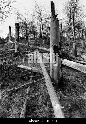 Natur / Landschaft / 1991 Tote Bäume in Tschechien, Grenze zum sächsischen Zinnwald. Die Bäume auf den Hügeln werden alle durch die Abgase der Braunkohlepflanzen zerstört. Auf der deutschen Seite der Grenze sind die toten Bäume weggeräumt worden, auf der tschechischen Seite ist alles zurückgelassen worden. // Natur / Waldeinschlag / Energie / Kohle / Bundesländer / Umwelt [automatisierte Übersetzung] Stockfoto