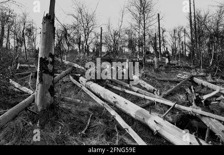 Natur / Landschaft / 1991 Tote Bäume in Tschechien, Grenze zum sächsischen Zinnwald. Die Bäume auf den Hügeln werden alle durch die Abgase der Braunkohlepflanzen zerstört. Auf der deutschen Seite der Grenze sind die toten Bäume weggeräumt worden, auf der tschechischen Seite ist alles zurückgelassen worden. // Natur / Waldeinschlag / Energie / Kohle / Bundesländer / Umwelt [automatisierte Übersetzung] Stockfoto