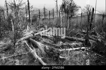 Natur / Landschaft / 1991 Tote Bäume in Tschechien, Grenze zum sächsischen Zinnwald. Die Bäume auf den Hügeln werden alle durch die Abgase der Braunkohlepflanzen zerstört. Auf der deutschen Seite der Grenze sind die toten Bäume weggeräumt worden, auf der tschechischen Seite ist alles zurückgelassen worden. // Natur / Waldeinschlag / Energie / Kohle / Bundesländer / Umwelt [automatisierte Übersetzung] Stockfoto