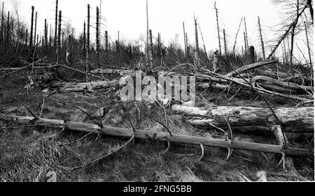Natur / Landschaft / 1991 Tote Bäume in Tschechien, Grenze zum sächsischen Zinnwald. Die Bäume auf den Hügeln werden alle durch die Abgase der Braunkohlepflanzen zerstört. Auf der deutschen Seite der Grenze sind die toten Bäume weggeräumt worden, auf der tschechischen Seite ist alles zurückgelassen worden. // Natur / Waldeinschlag / Energie / Kohle / Bundesländer / Umwelt [automatisierte Übersetzung] Stockfoto