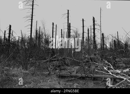 Natur / Landschaft / 1991 Tote Bäume in Tschechien, Grenze zum sächsischen Zinnwald. Die Bäume auf den Hügeln werden alle durch die Abgase der Braunkohlepflanzen zerstört. Auf der deutschen Seite der Grenze sind die toten Bäume weggeräumt worden, auf der tschechischen Seite ist alles zurückgelassen worden. // Natur / Waldeinschlag / Energie / Kohle / Bundesländer / Umwelt [automatisierte Übersetzung] Stockfoto