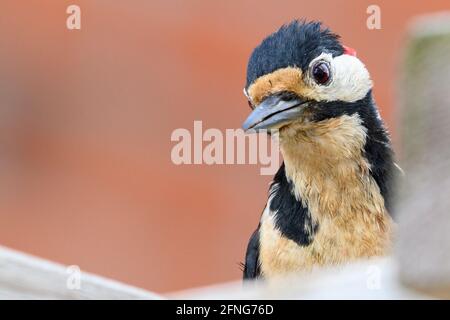 Großer Specht mit Punktmuster Stockfoto