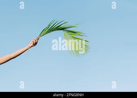 Crop unkenntlich Person mit ausgestrecktem Arm und welligen grünen Handfläche Laub in der Hand auf blauem Hintergrund Stockfoto