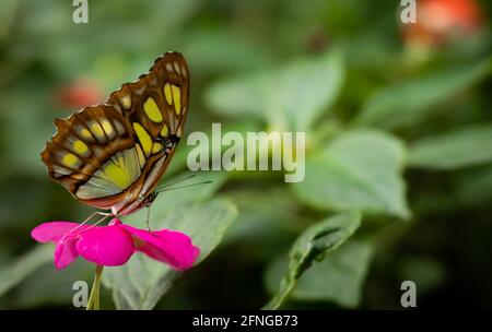 Ein wunderschöner Malachitenschmetterling (Siproeta stelenes) auf einer rosa Blume. Unscharfer grüner Hintergrund. Stockfoto