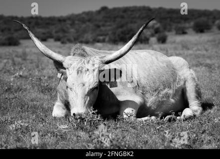 Ungarisches Grauvieh (Bos primigenius taurus hungaricus) auf dem Feld. Stockfoto