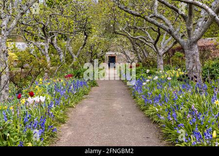 Kingsbarns, Großbritannien. 16 Mai, 2021 im Bild: Der Walled Garden im Cambo House and Gardens ist in voller Blüte. Kredit: Rich Dyson/Alamy Live Nachrichten Stockfoto