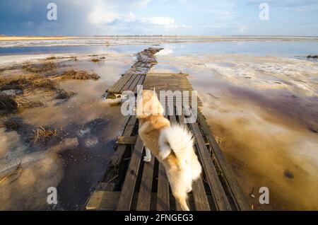 Ein treuer Hund wartet am Ufer auf seinen Besitzer Stockfoto