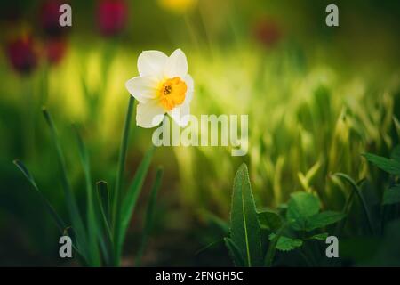 Unter dem grünen jungen Gras in der Lichtung blüht an einem sonnigen Sommertag eine schöne weiße Narzissenblume mit zarten Blütenblättern. Natur. Stockfoto