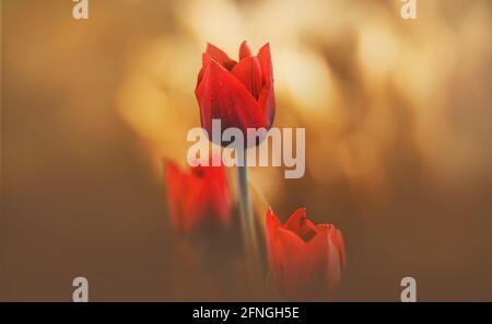 Schöne leuchtend rote Tulpen mit zarten Blütenblättern blühen in einer sonnigen Lichtung. Natur. Makro. Stockfoto