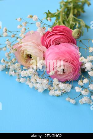 Ein schönes Bouquet von rosa Ranunculus (Butterblumen) mit zarten weißen Gypsophila-Blüten auf blauem Hintergrund. Stockfoto