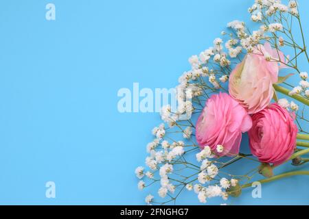 Ein schönes Bouquet von rosa Ranunculus (Butterblumen) mit zarten weißen Gypsophila-Blüten auf blauem Hintergrund. Stockfoto