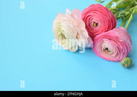 Schönes Bouquet von rosa Ranunculus Blumen auf einem blauen Hintergrund. Blumen Butterblume. Platz für Text kopieren Stockfoto