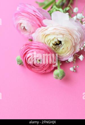 Schönes Bouquet von rosa Ranunculus Blumen auf einem rosa Hintergrund. Blumen Butterblume. Platz für Text kopieren Stockfoto