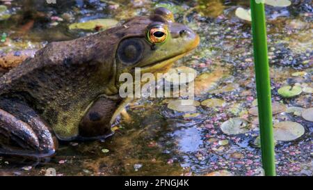 Lithobates catesbeianus - eine Serie von Fotos, die das beeindruckende zeigen Amphibien sonnen sich