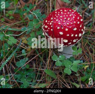 Single Fly Agaric Mushroom auf Kiefernwald Boden Stockfoto