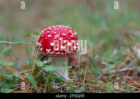 Single Fly Agaric Mushroom auf Kiefernwald Boden Stockfoto