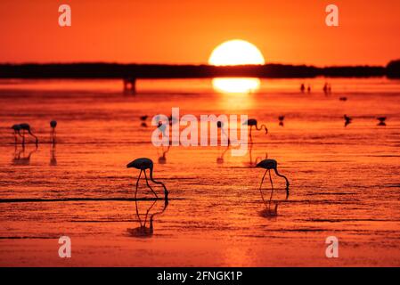 Flamingos bei einem Sommeraufgang in der Fangar Bay (Badia del Fangar), im Ebro Delta (Provinz Tarragona, Katalonien, Spanien) Stockfoto