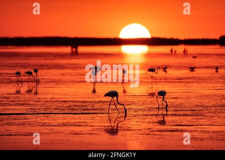 Flamingos bei einem Sommeraufgang in der Fangar Bay (Badia del Fangar), im Ebro Delta (Provinz Tarragona, Katalonien, Spanien) Stockfoto