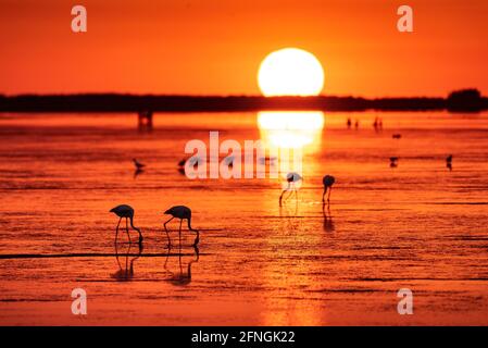 Flamingos bei einem Sommeraufgang in der Fangar Bay (Badia del Fangar), im Ebro Delta (Provinz Tarragona, Katalonien, Spanien) Stockfoto